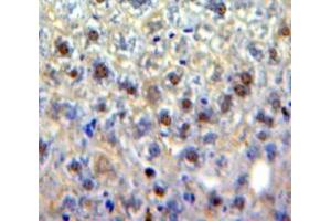 IHC-P analysis of Liver tissue, with DAB staining. (EGR4 抗体  (AA 231-474))