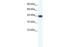 Western Blotting (WB) image for anti-Integrin-Binding Sialoprotein (IBSP) antibody (ABIN2461406) (IBSP 抗体)