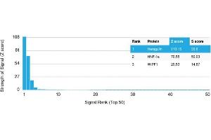 Analysis of Protein Array containing more than 19,000 full-length human proteins using Heregulin-1 Mouse Monoclonal Antibody (NRG1/2710). (Neuregulin 1 抗体  (AA 21-242))