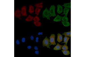 ABIN6262389 and ABIN6266906 staining Hela cells(45 min of heat-shock) by IF/ICC. (HSPH1 抗体  (C-Term))
