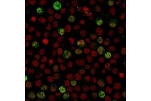 Immunofluorescence (IF) image for anti-POU Class 2 Associating Factor 1 (POU2AF1) (AA 148-255) antibody (ABIN6940356)