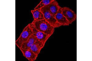 Immunofluorescence analysis of Hela cells using GRIK3 mouse mAb. (GRIK3 抗体  (AA 32-173))