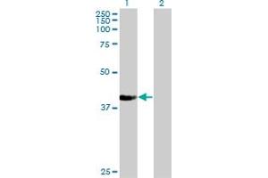 Western Blotting (WB) image for anti-Nucleoporin 43kDa (NUP43) (AA 281-380) antibody (ABIN531684)