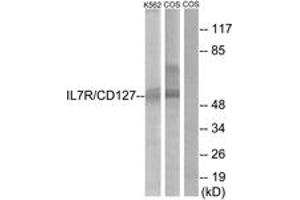 Western blot analysis of extracts from K562/COS cells, treated with insulin 0. (IL7R 抗体  (AA 410-459))