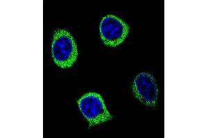Confocal immunofluorescent analysis of Y2B Antibody (N-term) (ABIN654651 and ABIN2844347) with 293 cell followed by Alexa Fluor 488-conjugated goat anti-rabbit lgG (green). (AMY2B 抗体  (N-Term))