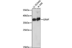 Western blot analysis of extracts of various cell lines, using GRAP antibody (ABIN7267510) at 1:1000 dilution. (GRAP 抗体  (AA 128-217))
