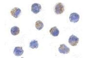 Immunofluorescence (IF) image for anti-Apoptosis-Inducing Factor, Mitochondrion-Associated, 1 (AIFM1) (AA 593-606), (C-Term) antibody (ABIN499239)