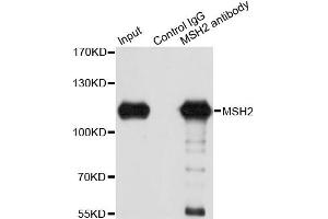 Immunoprecipitation analysis of 150ug extracts of A549 cells using 3ug MSH2 antibody.