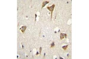 Formalin fixed and paraffin embedded human brain tissue stained with MYO6 Antibody (C-term) followed by peroxidase conjugation of the secondary antibody and DAB staining. (Myosin VI 抗体  (C-Term))