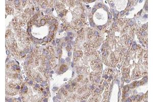 ABIN6276596 at 1/100 staining human kidney tissue sections by IHC-P. (PDGFB 抗体  (N-Term))