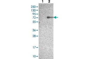 Western blot analysis of Lane 1: Negative control (vector only transfected HEK293T lysate), Lane 2: Over-expression Lysate (Co-expressed with a C-terminal myc-DDK tag (~3. (Zinc Finger Protein 354B (ZNF354B) 抗体)