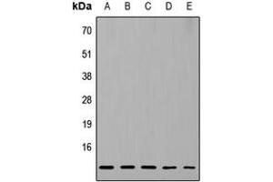 Western blot analysis of RPL37 expression in HeLa (A), MCF7 (B), Raw264.