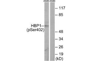 Western blot analysis of extracts from A549 cells, treated with PMA (125 ng/mL, 30 mins), using HBP1 (Phospho-Ser402) antibody. (HBP1 抗体  (pSer402))