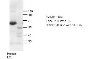 AIRE Antibody - N-terminal region (ARP32650_P050) validated by WB using human LCL at 1:1000.
