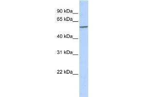 WB Suggested Anti-SPAG8 Antibody Titration: 0. (SPAG8 抗体  (N-Term))
