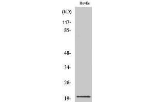 Western Blotting (WB) image for anti-Interleukin 21 (IL21) (Internal Region) antibody (ABIN3175636) (IL-21 抗体  (Internal Region))