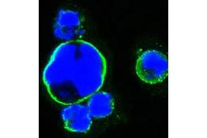 Confocal immunofluorescence analysis of HEK293 cells trasfected with full-length ISL1-hIgGFc using ISL1 monoclonal antibody, clone 1H9  (green) . (ISL1 抗体)