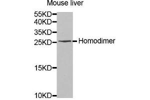 Western Blotting (WB) image for anti-Interleukin 8 (IL8) (AA 21-99) antibody (ABIN6219634) (IL-8 抗体  (AA 21-99))