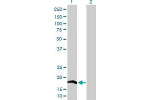 Western Blot analysis of COX4I2 expression in transfected 293T cell line by COX4I2 MaxPab polyclonal antibody. (COX4I2 抗体  (AA 1-171))