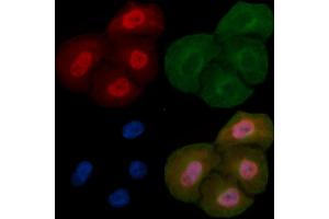 SFPQ Mouse Monoclonal Antibody staining Hela cells by IF/ICC. (SFPQ 抗体  (C-Term))