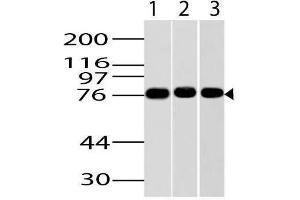 Image no. 1 for anti-Inhibitor of kappa Light Polypeptide Gene Enhancer in B-Cells, Kinase epsilon (IKBKE) (AA 2-203) antibody (ABIN5027294) (IKKi/IKKe 抗体  (AA 2-203))