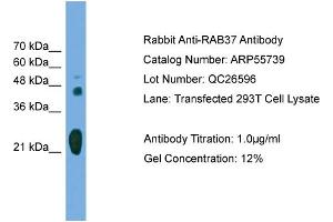 WB Suggested Anti-RAB37  Antibody Titration: 0. (RAB37 抗体  (Middle Region))