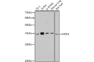Western blot analysis of extracts of various cell lines, using MED4 antibody (ABIN7268445) at 1:1000 dilution. (MED4 抗体)