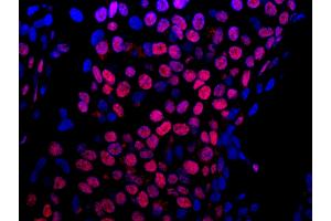 Immunofluorescence (IF) image for anti-Heterogeneous Nuclear Ribonucleoprotein U-Like 1 (HNRNPUL1) (AA 50-100) antibody (ABIN7448953)
