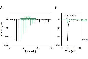 α-Bungarotoxin-ATTO Fluor-647N inhibits α7 nAChR heterologously expressed in Xenopus oocytes. (alpha-Bungarotoxin protein (Atto 647N))