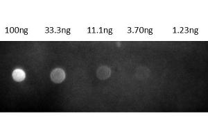 Dot Blot results of Goat Fab Anti-Rat IgG Antibody Rhodamine Conjugate. (山羊 anti-大鼠 IgG (Heavy & Light Chain) Antibody (TRITC) - Preadsorbed)