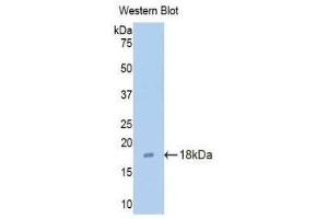 Western Blotting (WB) image for anti-Claudin 3 (CLDN3) (AA 30-159) antibody (ABIN1176417) (Claudin 3 抗体  (AA 30-159))