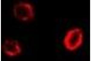 Immunofluorescent analysis of GPI staining in U2OS cells. (GPI 抗体)
