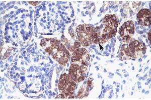 Human kidney; Rabbit Anti-SOX18 Antibody. (SOX18 抗体  (Middle Region))