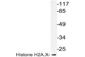Western blot (WB) analyzes of Histone H2A. (H2AFX 抗体)