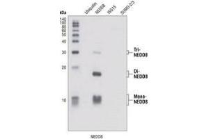 Image no. 2 for anti-Neural Precursor Cell Expressed, Developmentally Down-Regulated 8 (NEDD8) (N-Term) antibody (ABIN221543) (NEDD8 抗体  (N-Term))