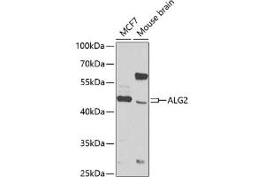 Western blot analysis of extracts of various cell lines, using  antibody (ABIN6131238, ABIN6136792, ABIN6136793 and ABIN6223816) at 1:1000 dilution. (ALG2 抗体  (AA 197-416))