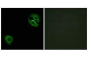 Immunofluorescence (IF) image for anti-Collagen, Type XIX, alpha 1 (COL19A1) antibody (ABIN7183372)