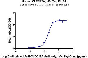 ELISA image for C-Type Lectin Domain Family 12, Member A (CLEC12A) (AA 65-265) protein (Fc Tag) (ABIN7274353)