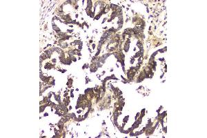 IHC analysis of MCUR1 using anti-MCUR1 antibody (ABIN6719261).