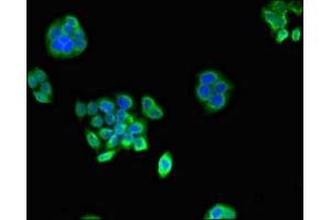 Immunofluorescence (IF) image for anti-Proteasome Subunit alpha Type 1 (PSMA1) (AA 163-263) antibody (ABIN7164944)