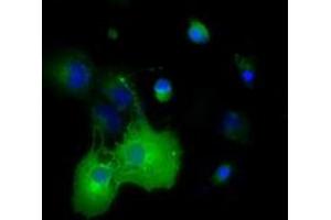 Immunofluorescence (IF) image for anti-Dynein, Cytoplasmic 1, Light Intermediate Chain 1 (DYNC1LI1) antibody (ABIN1497932) (DYNC1LI1 抗体)