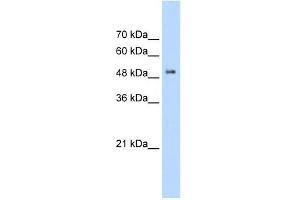 PACSIN1 antibody (20R-1340) used at 0.