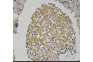 ihc test on mouse pancreas tissue.