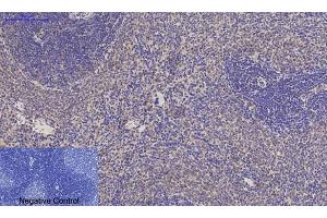 anti-Jagged 1 (JAG1) (Internal Region) antibody