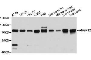 Western blot analysis of extracts of various cell lines, using ANGPT2 antibody. (Angiopoietin 2 抗体)