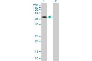 Western Blot analysis of INTS12 expression in transfected 293T cell line by INTS12 MaxPab polyclonal antibody. (INTS12 抗体  (AA 1-462))
