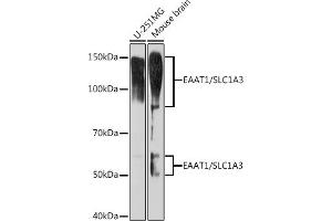 Western Blotting (WB) image for anti-Solute Carrier Family 1 (Glial High Affinity Glutamate Transporter), Member 3 (SLC1A3) antibody (ABIN7270394)