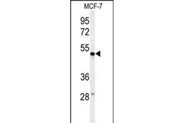 PSG7 antibody  (C-Term)