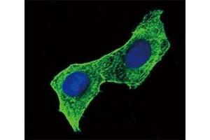 Immunofluorescence (IF) image for anti-Actin, beta (ACTB) antibody (ABIN3029837)