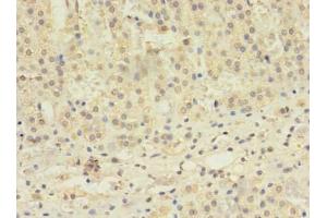 Immunohistochemistry of paraffin-embedded human adrenal gland tissue using ABIN7171610 at dilution of 1:100
